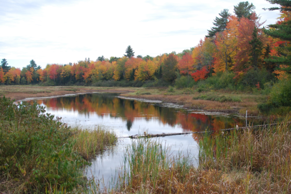 Blackman Stream