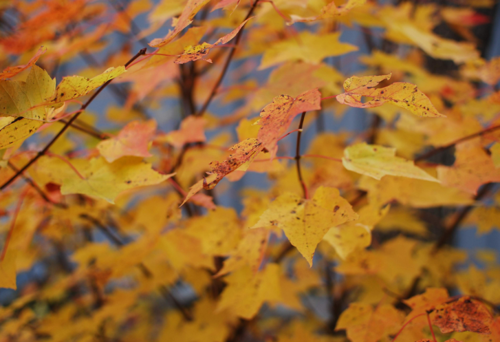 Fall leaves