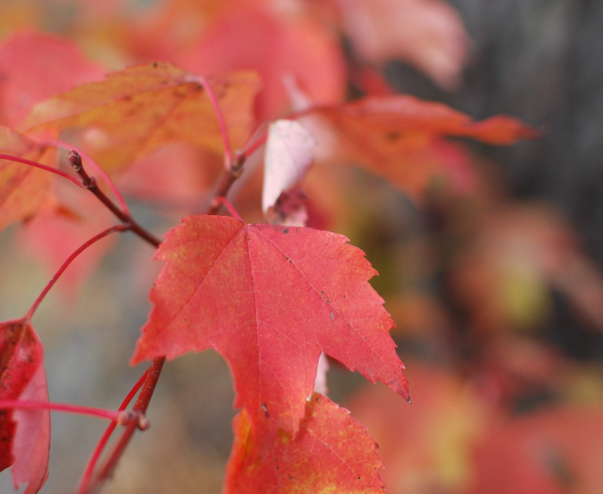 Fall leaves