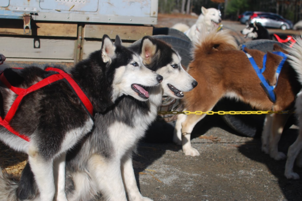 Dogs waiting to run.