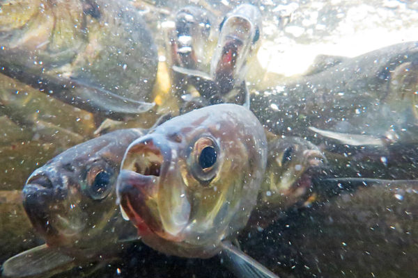 Alewives swimming upstream