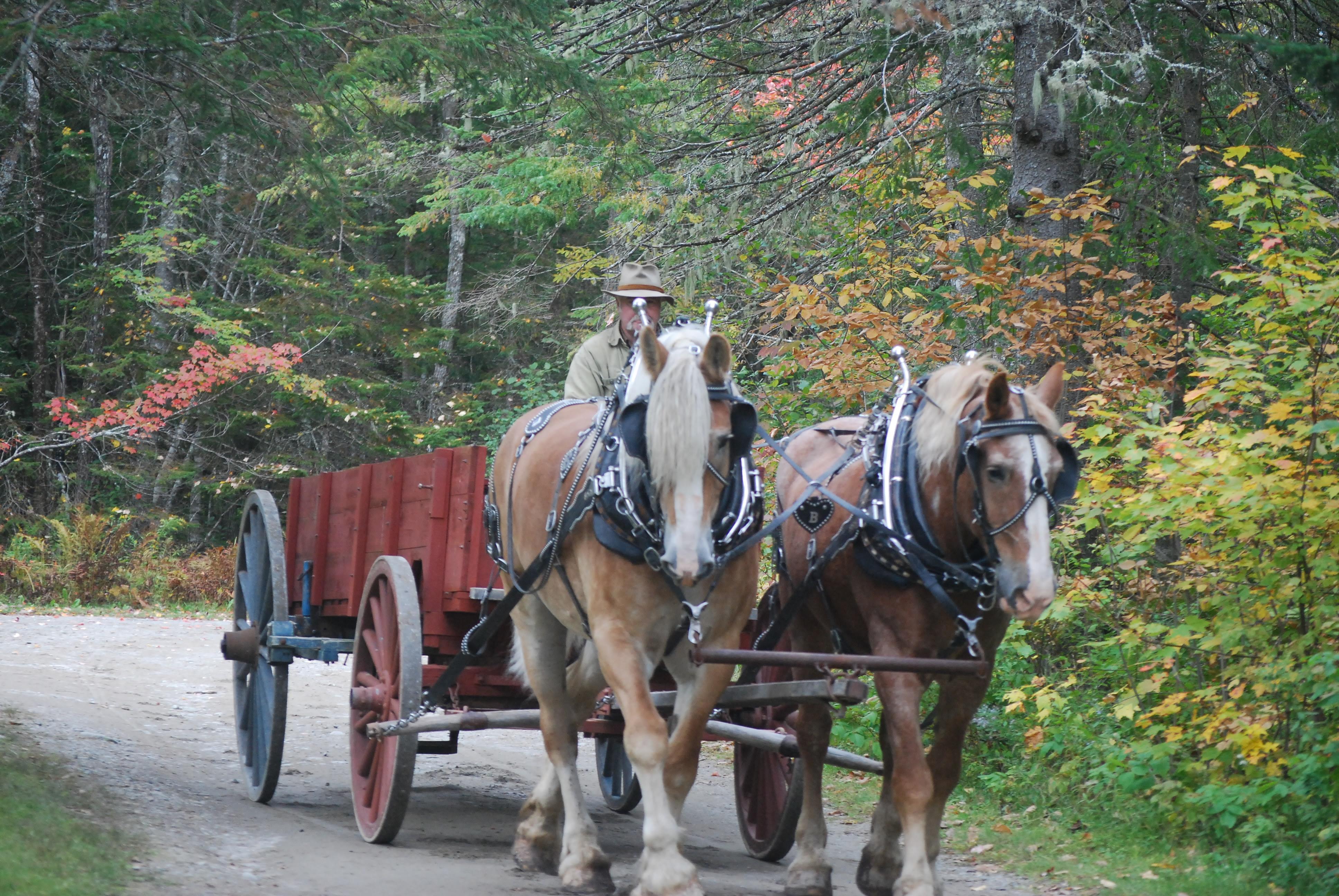 Wagon Team