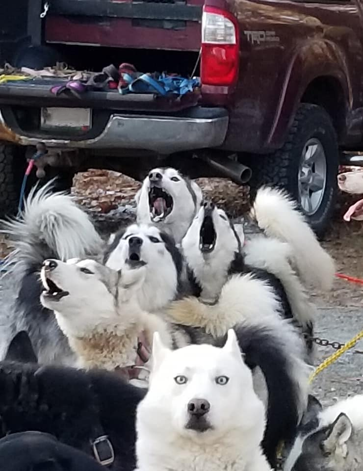 Dogs singing.