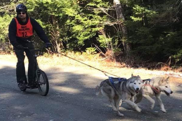 Dogs pulling.