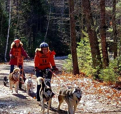 Dogs nearing finish line.