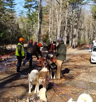 Dogs waiting to run.