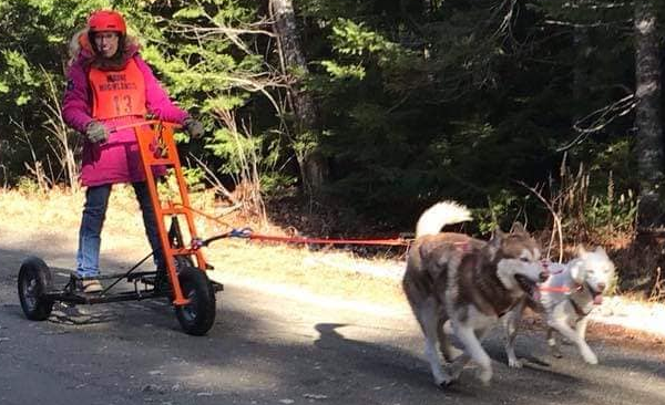 Dogs pulling cart.