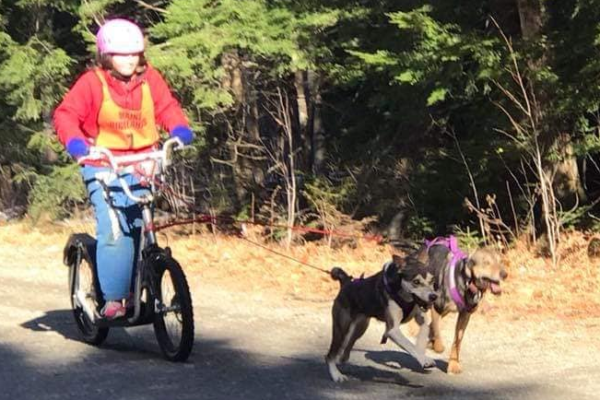 Dogs pulling bike.