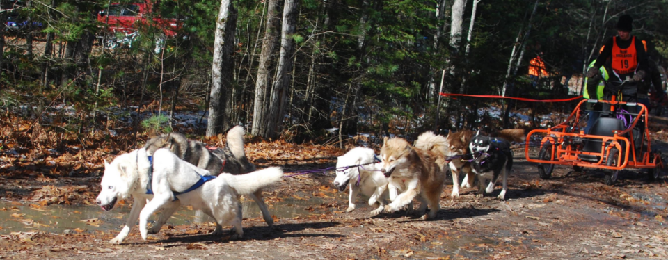 Go Dog Go!