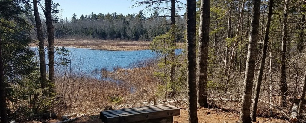 Bench on Nature Trail