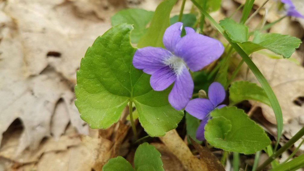 Spring flowers.