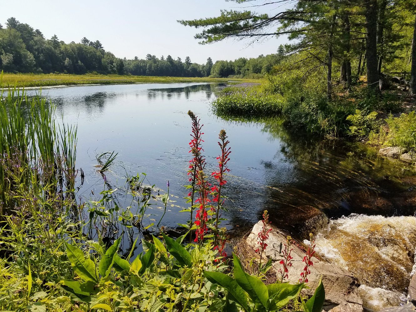 Stream above dam