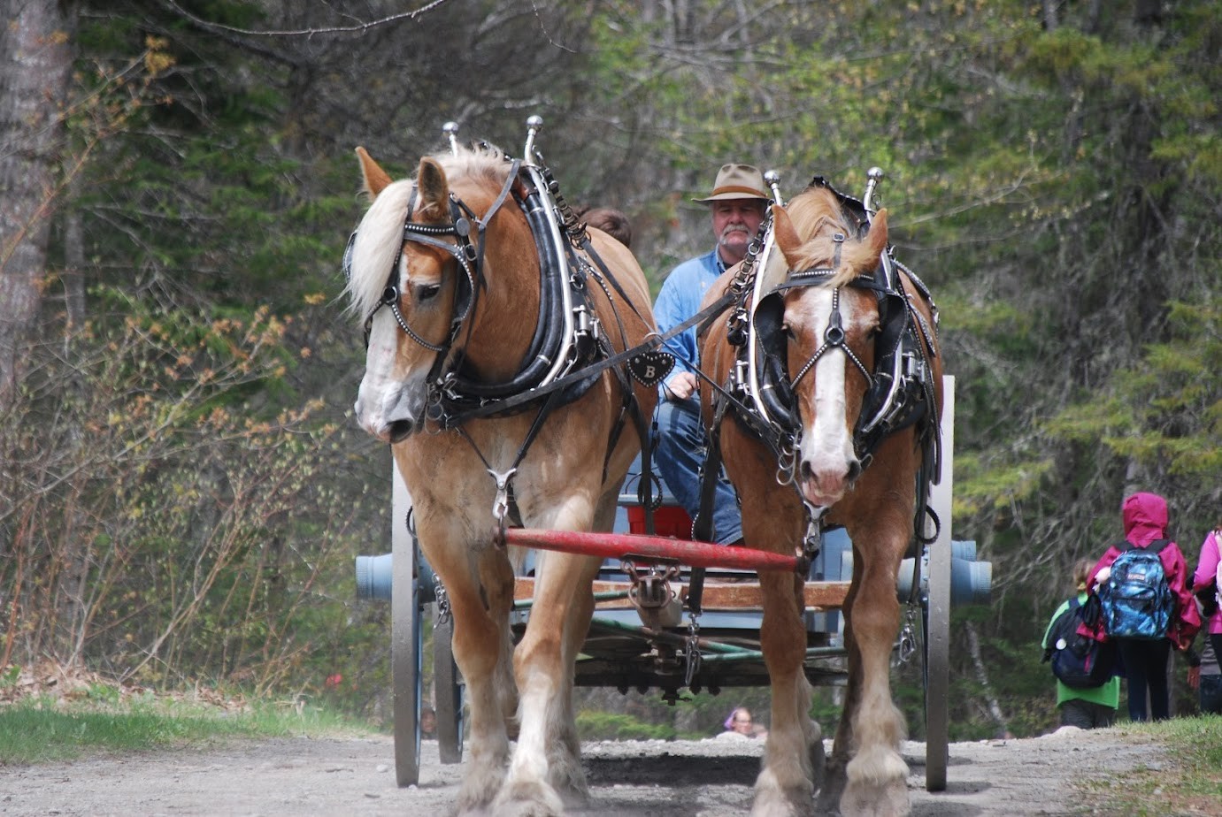 CD 2019 Wagon Team