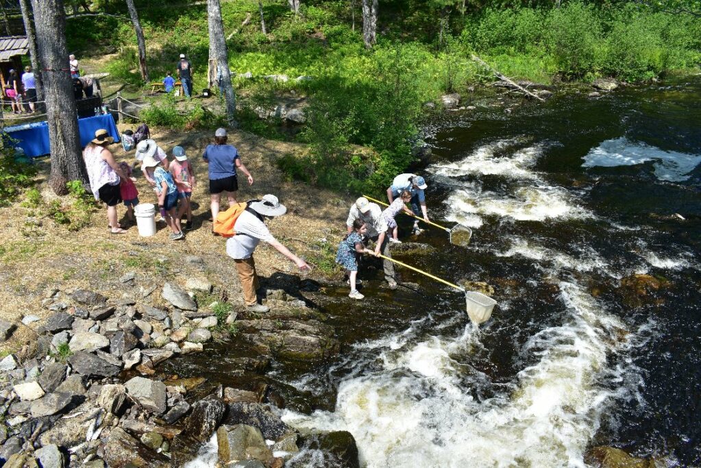 Catching alewives.